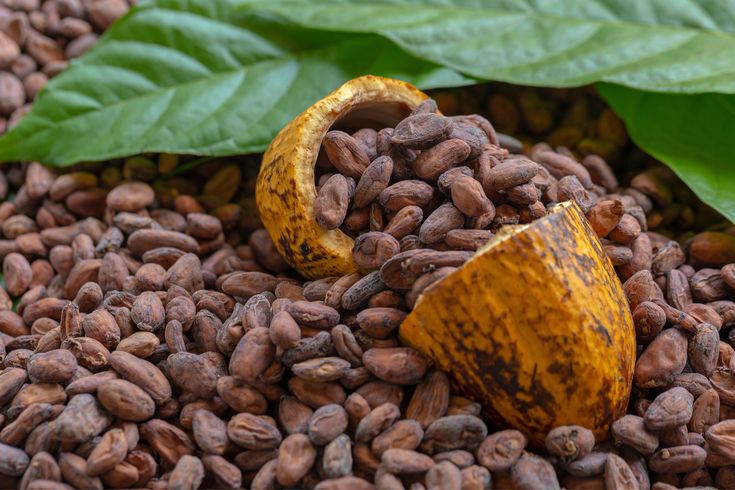 Tanzanian Cocoa Beans